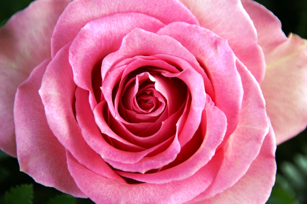 In Memory of Audrey Crain Alley